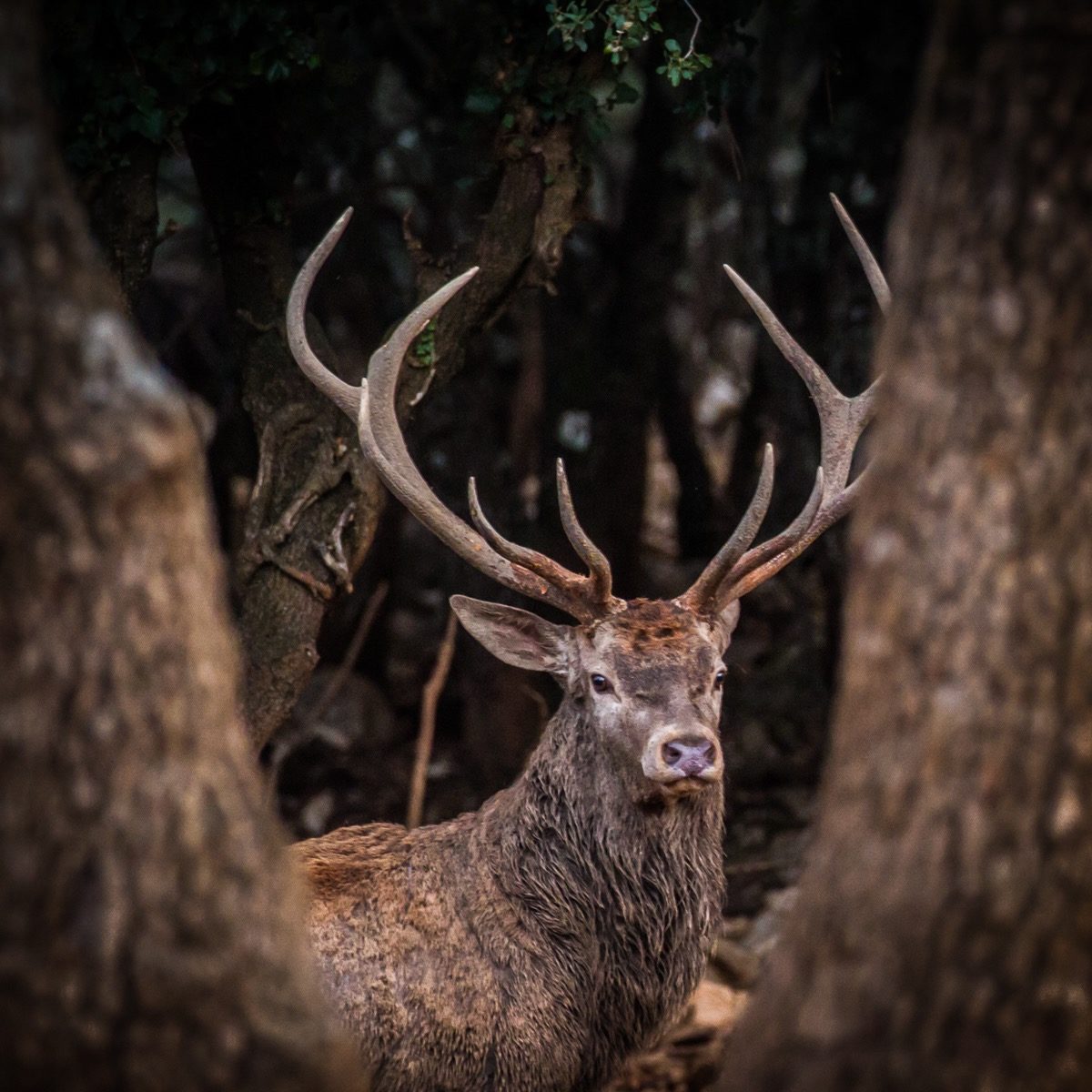 Grand cerf élaphe aux bois développés observé de face en forêt dense à travers deux troncs d'arbres.