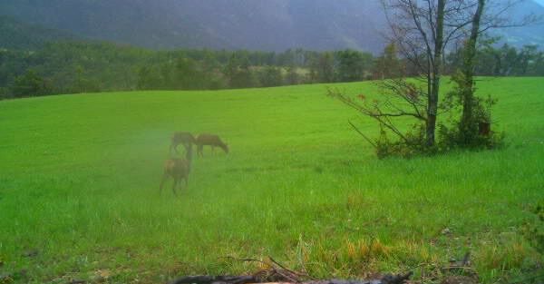 Harde de cerfs observée dans un pré lors d'une approche en montagne