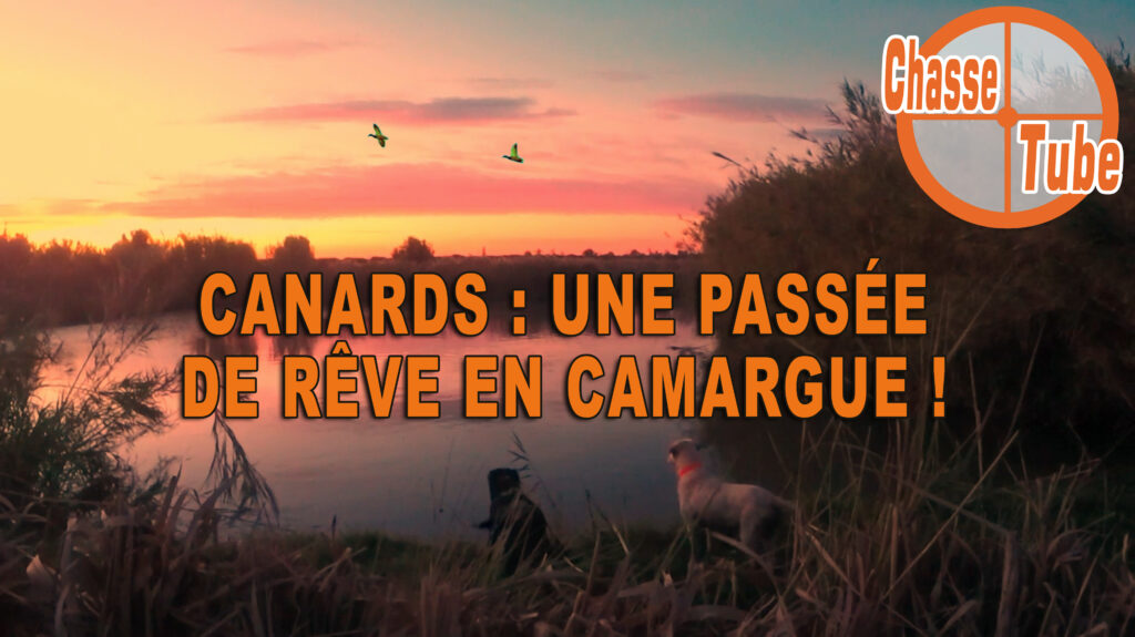 video chasse canard