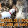 Jack Russell chasse sanglier