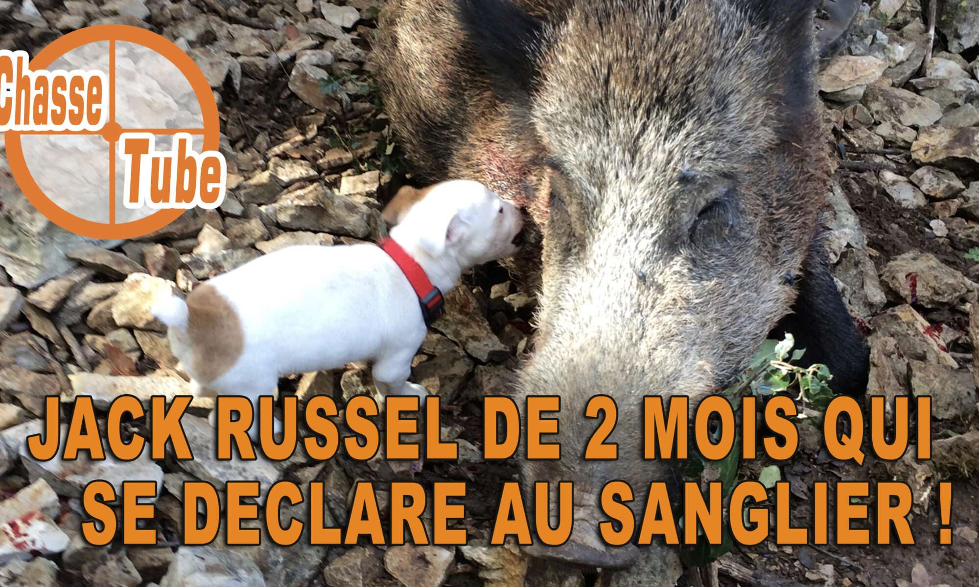 Jack Russell chasse sanglier