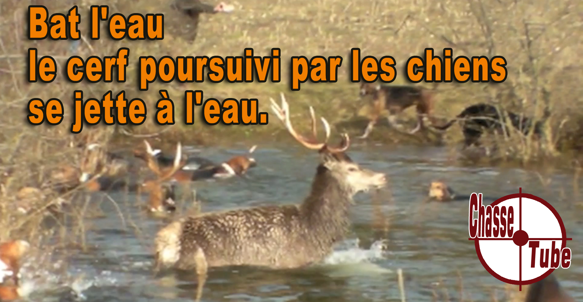 Chasse à courre : pour ou contre ? ASPAS vs Société de Vénerie — analyse objective