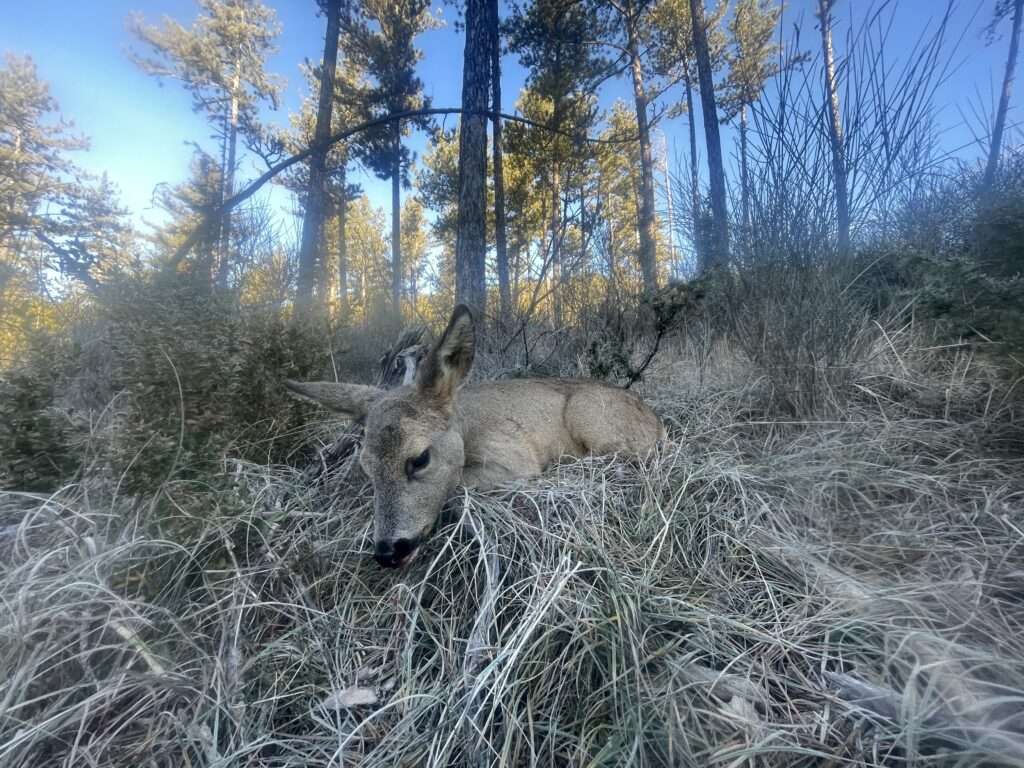 Le Chasseur de Beaumont - esprits sauvages
