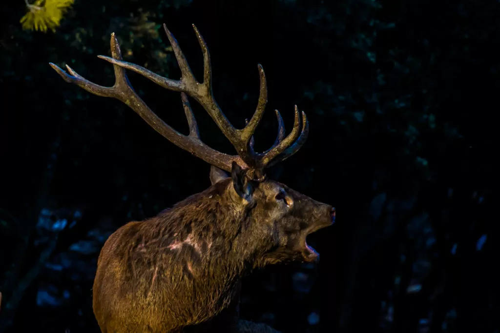 cerf au brame