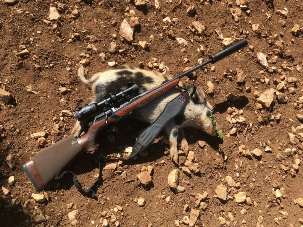 Chasse : rélulation sanglier 