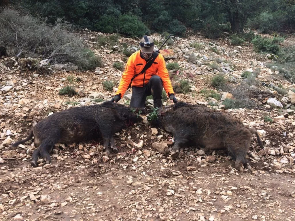 trophés chasse sanglier