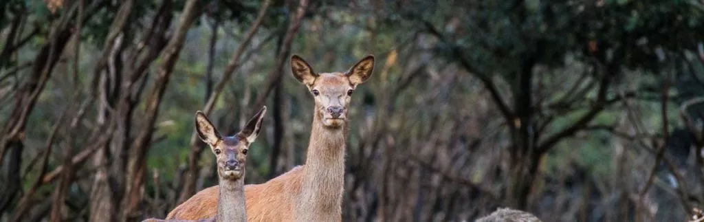 Faon et biche dans une prairie