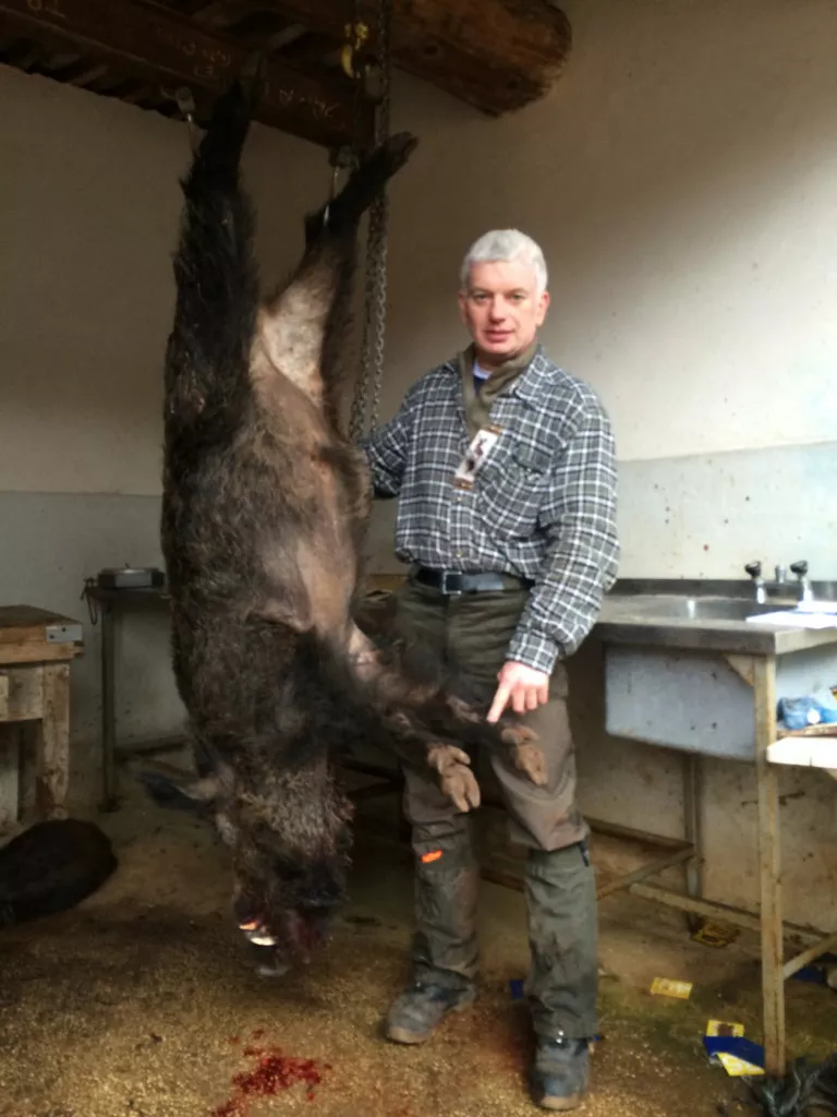 Chasse très gros sanglier France