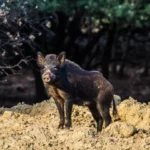 chasse sanglier