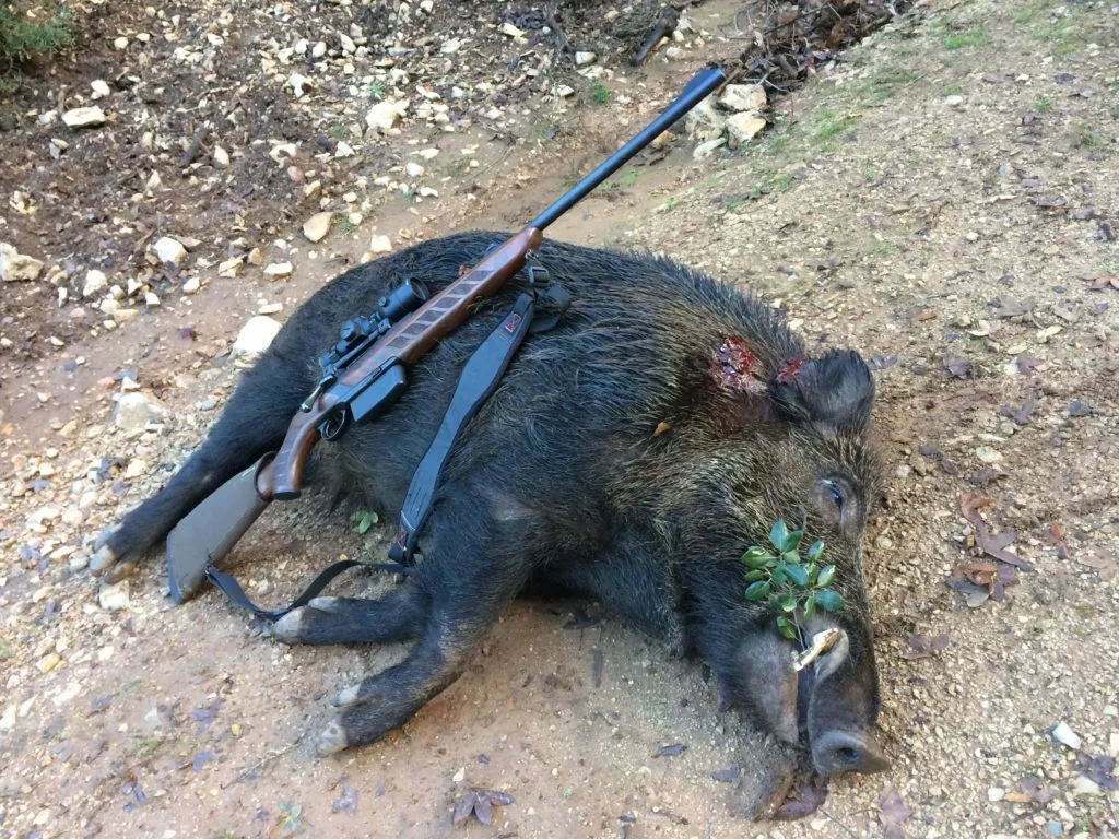 chasse sanglier armé avec de longues défenses