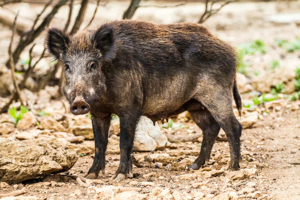 laie femelle sanglier