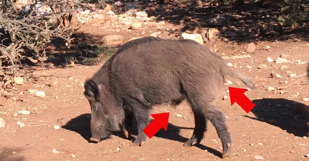 Chasse sanglier mâle