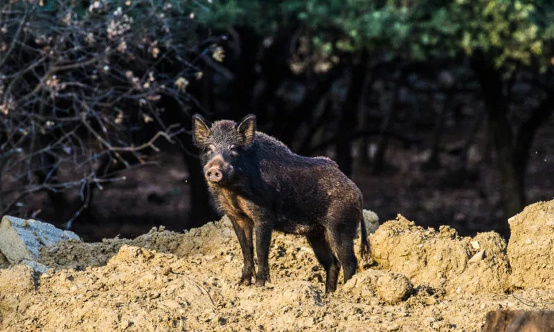 chasse sanglier