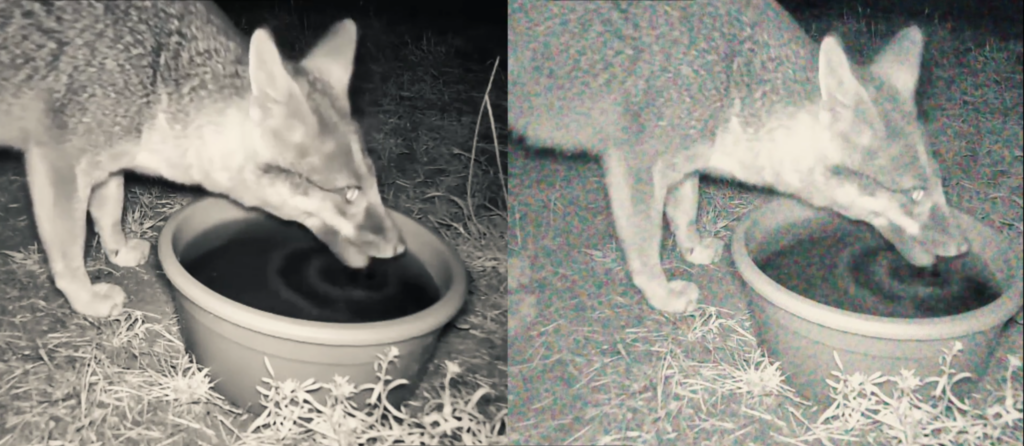 comparatif de nuit sur image de renard entre camera piège gardepro et autres marques