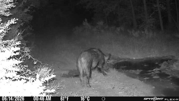 sanglier pris en photo par caméra piège lors de sa venue à la souille aménagée sur territoire de chasse