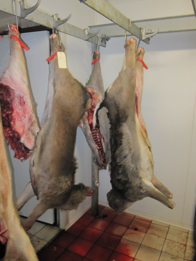 Carcasses de grand gibier suspendues en chambre froide pour la maturation et la sécurité sanitaire de la venaison