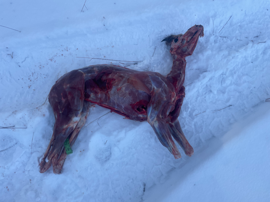 une bête éviscérée vite et refroidie correctement donnent une viande tendre et sans mauvais goût
