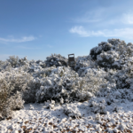 Peut-on chasser en battue dans la neige ? Règlementation et conseils