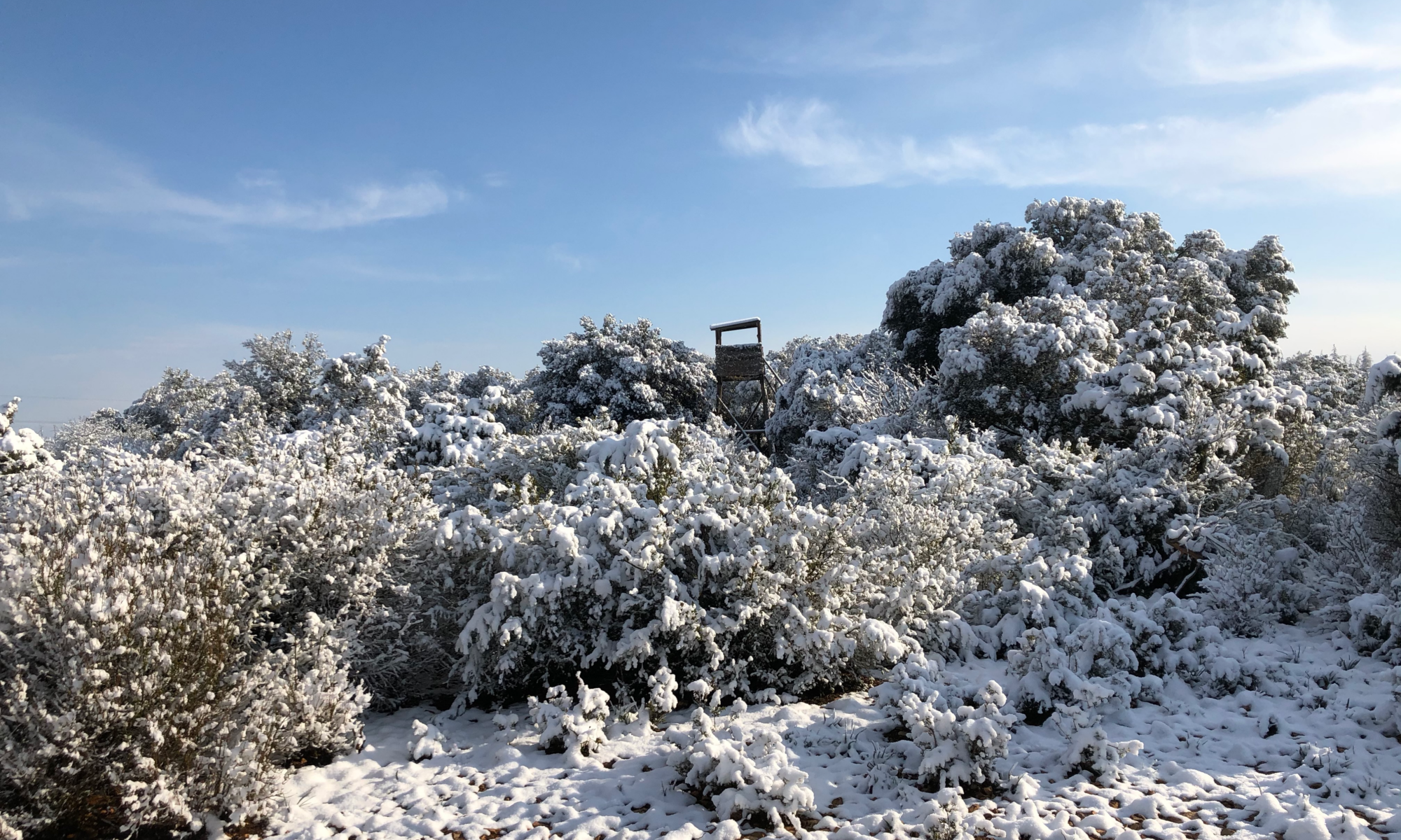 Peut-on chasser en battue dans la neige ? Règlementation et conseils
