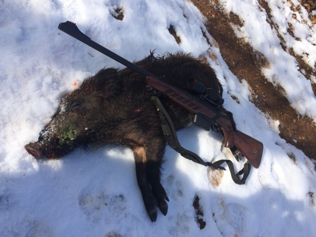 chasse en battue dans la neige Règlementation et conseils